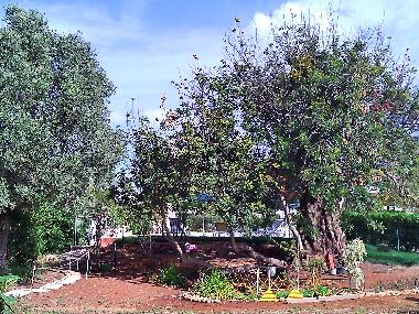 Villa in Albufeira (Algarve) oder Ferienwohnung oder Ferienhaus