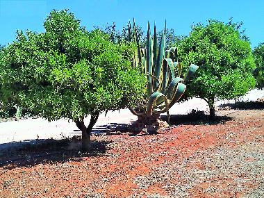 Villa in Albufeira (Algarve) oder Ferienwohnung oder Ferienhaus
