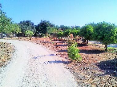 Villa in Albufeira (Algarve) oder Ferienwohnung oder Ferienhaus