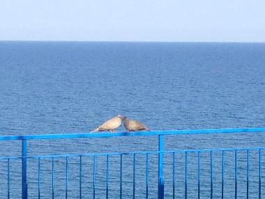 Ferienwohnung in Montegiordano Marina (Cosenza) oder Ferienwohnung oder Ferienhaus