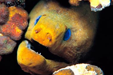 Ferienwohnung in LE GOSIER (Guadeloupe) oder Ferienwohnung oder Ferienhaus