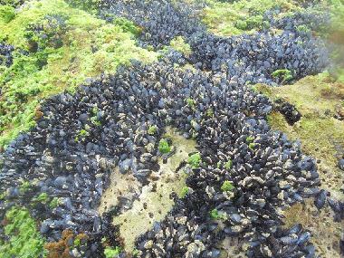 Ferienhaus in AGADIR (Agadir) oder Ferienwohnung oder Ferienhaus