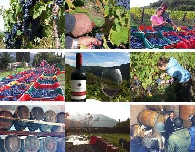 Ferienhaus in Londa (Firenze) oder Ferienwohnung oder Ferienhaus