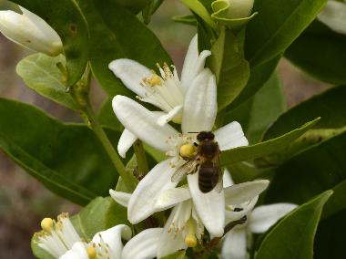 Zitronenbaum in Blte