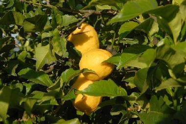 unsere ungespritzten sonnengereifte Zitronen