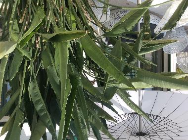 Villa in Solin (Splitsko-Dalmatinska) oder Ferienwohnung oder Ferienhaus