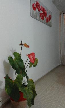 Ferienhaus in BASSE TERRE (Guadeloupe) oder Ferienwohnung oder Ferienhaus