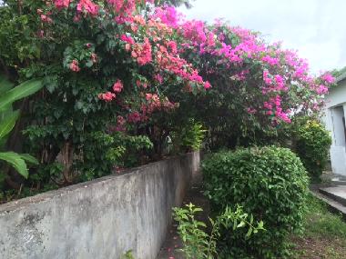 Ferienhaus in BASSE TERRE (Guadeloupe) oder Ferienwohnung oder Ferienhaus