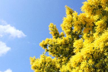 Ferienhaus in Cap-Ferret (Gironde) oder Ferienwohnung oder Ferienhaus