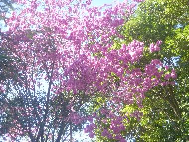 Ferienhaus in Villeta/Cumbarity (Central) oder Ferienwohnung oder Ferienhaus