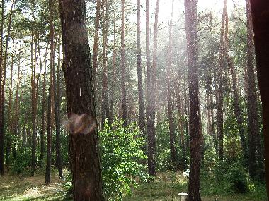 Ferienhaus in Bad Saarow (Oder-Spree) oder Ferienwohnung oder Ferienhaus