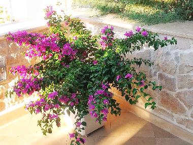 Ferienwohnung in Povlja (Splitsko-Dalmatinska) oder Ferienwohnung oder Ferienhaus