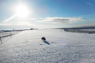Hundestrand