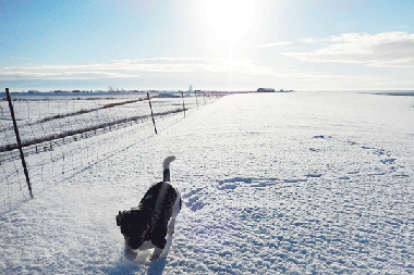 Hundestrand