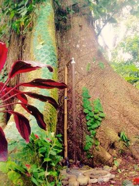 Ferienwohnung in Talamaca (Limon) oder Ferienwohnung oder Ferienhaus