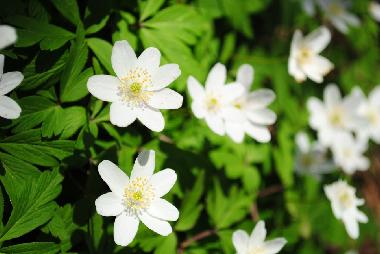 Villa in Anderstorp (Smaland) oder Ferienwohnung oder Ferienhaus