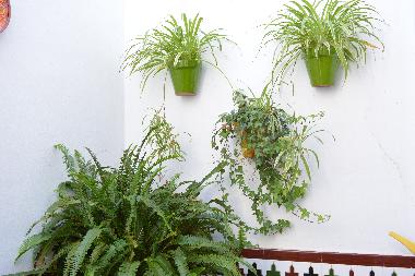 Ferienwohnung in CHIPIONA (Cdiz) (Cdiz) oder Ferienwohnung oder Ferienhaus