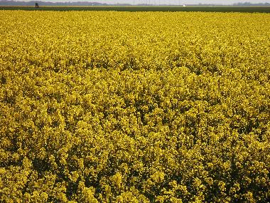 Ferienhaus in Bunde (Nordsee-Festland / Ostfriesland) oder Ferienwohnung oder Ferienhaus