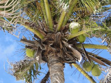 Ferienhaus in Grote Berg (Curacao) oder Ferienwohnung oder Ferienhaus
