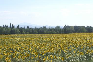 Ferienhaus in Metelliano di Cortona (Arezzo) oder Ferienwohnung oder Ferienhaus