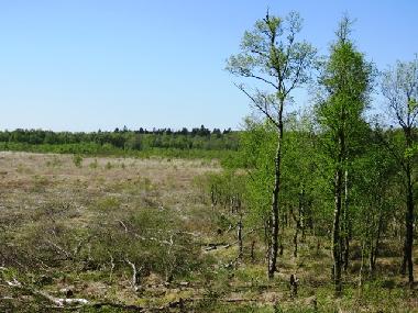 Moorgebiete Ochenweide in Holtgast bei Esens