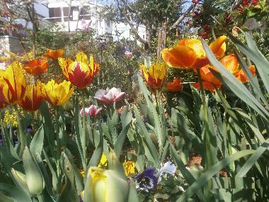 Ferienwohnung in Rovinj (Istarska) oder Ferienwohnung oder Ferienhaus