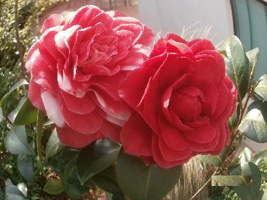 Ferienwohnung in Rovinj (Istarska) oder Ferienwohnung oder Ferienhaus