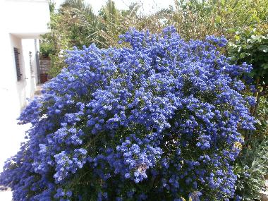 Ferienwohnung in Rovinj (Istarska) oder Ferienwohnung oder Ferienhaus