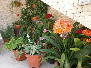 Ferienwohnung in Rovinj (Istarska) oder Ferienwohnung oder Ferienhaus