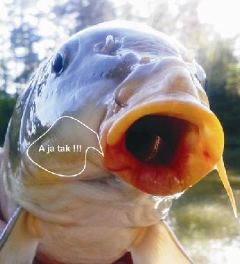 Ferienhaus in Skopw  51 (Podkarpackie) oder Ferienwohnung oder Ferienhaus