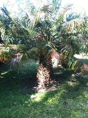 Palme im Garten
