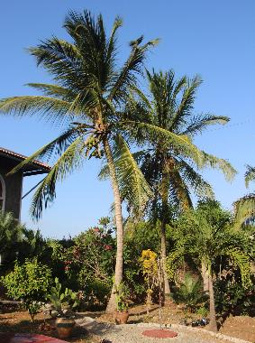Tropischer Garten 1
