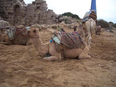 Und auch ein Kamel kann einem schon mal begegnen