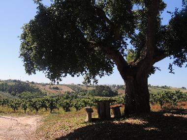 Ferienhaus in B&B da Mata  (Oeste) oder Ferienwohnung oder Ferienhaus