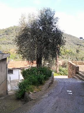 Ferienwohnung in MOLTEDO (Imperia) oder Ferienwohnung oder Ferienhaus