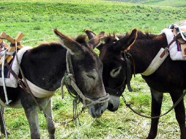 Ferienhaus in Norcia (Perugia) oder Ferienwohnung oder Ferienhaus