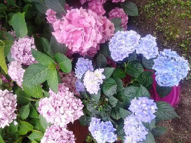 Ferienwohnung in Peschiera del Garda (Verona) oder Ferienwohnung oder Ferienhaus