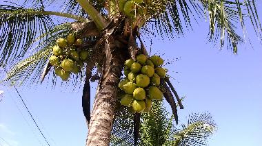 Ferienhaus in Barra do gil (Bahia) oder Ferienwohnung oder Ferienhaus