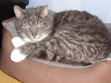 unser Kater Oskar