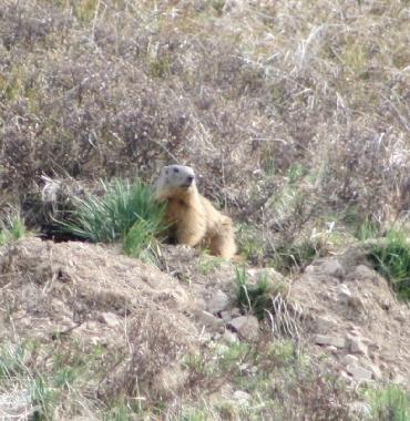 Ferienwohnung in LA SALLE LES ALPES (Hautes-Alpes) oder Ferienwohnung oder Ferienhaus