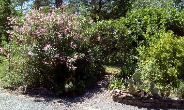 Oleander und Rosenbogen