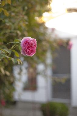 Ferienwohnung in Timisoara (Timis) oder Ferienwohnung oder Ferienhaus