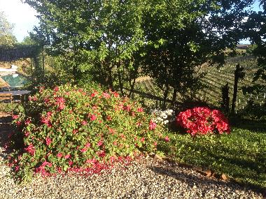 Ferienhaus in Vaglio Serra (Asti) oder Ferienwohnung oder Ferienhaus
