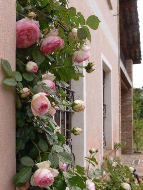Ferienhaus in Vaglio Serra (Asti) oder Ferienwohnung oder Ferienhaus