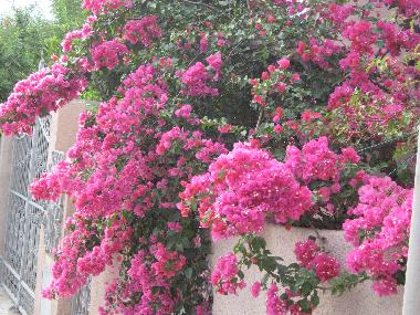 Ferienwohnung in Tore del Pozzo (Oristano) oder Ferienwohnung oder Ferienhaus