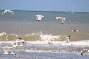 Chalet in Bredene (Flandern) oder Ferienwohnung oder Ferienhaus