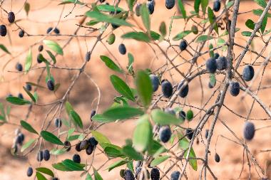 Ferienhaus in Quelfes (Algarve) oder Ferienwohnung oder Ferienhaus