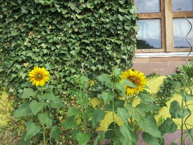 Sp�tsommer in Demberg