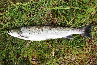 ...wunderbarer frischer Fisch