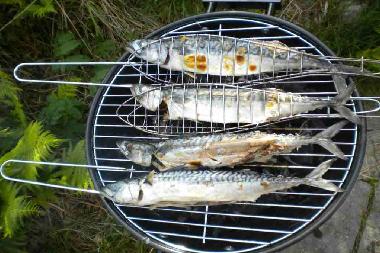 Makrelen auf dem Grillrost...